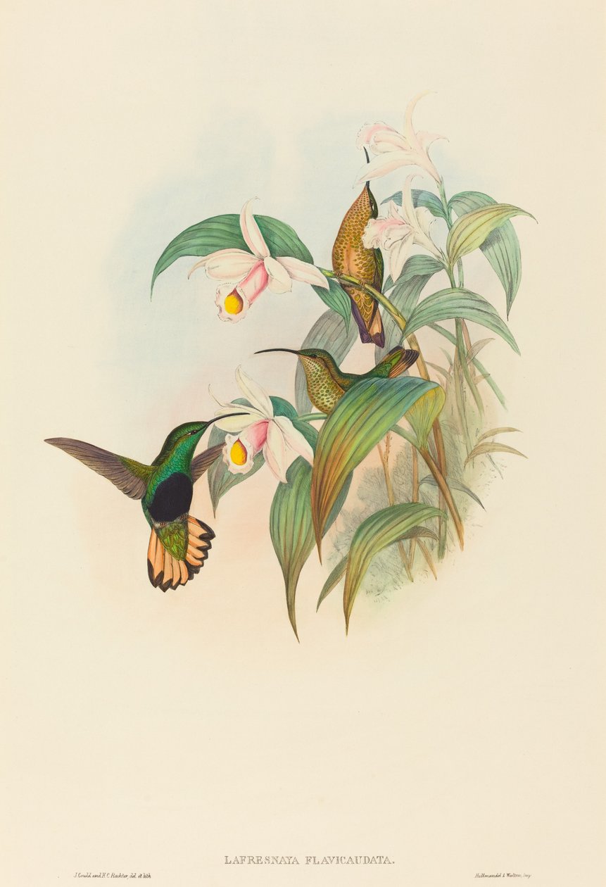 Lafresnaya flavicaudata Buff-tailed Velvet-breast. Créateurs : John Gould, Henry Constantine Richter - John Gould and Henry Constantine Richter John Gould and Henry Constantine Richter