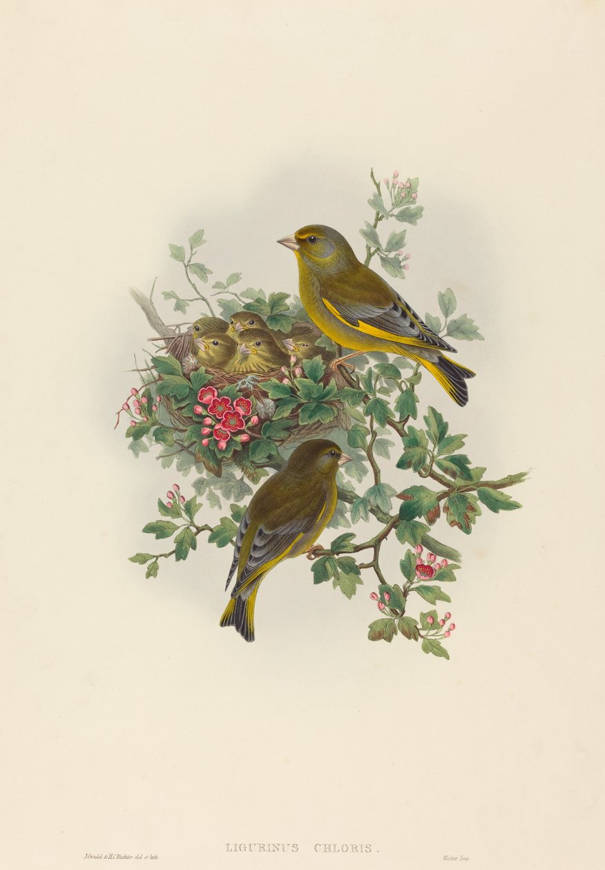 Ligurinus chloris Verdier. Créateurs : John Gould, Henry Constantine Richter - John Gould and Henry Constantine Richter John Gould and Henry Constantine Richter