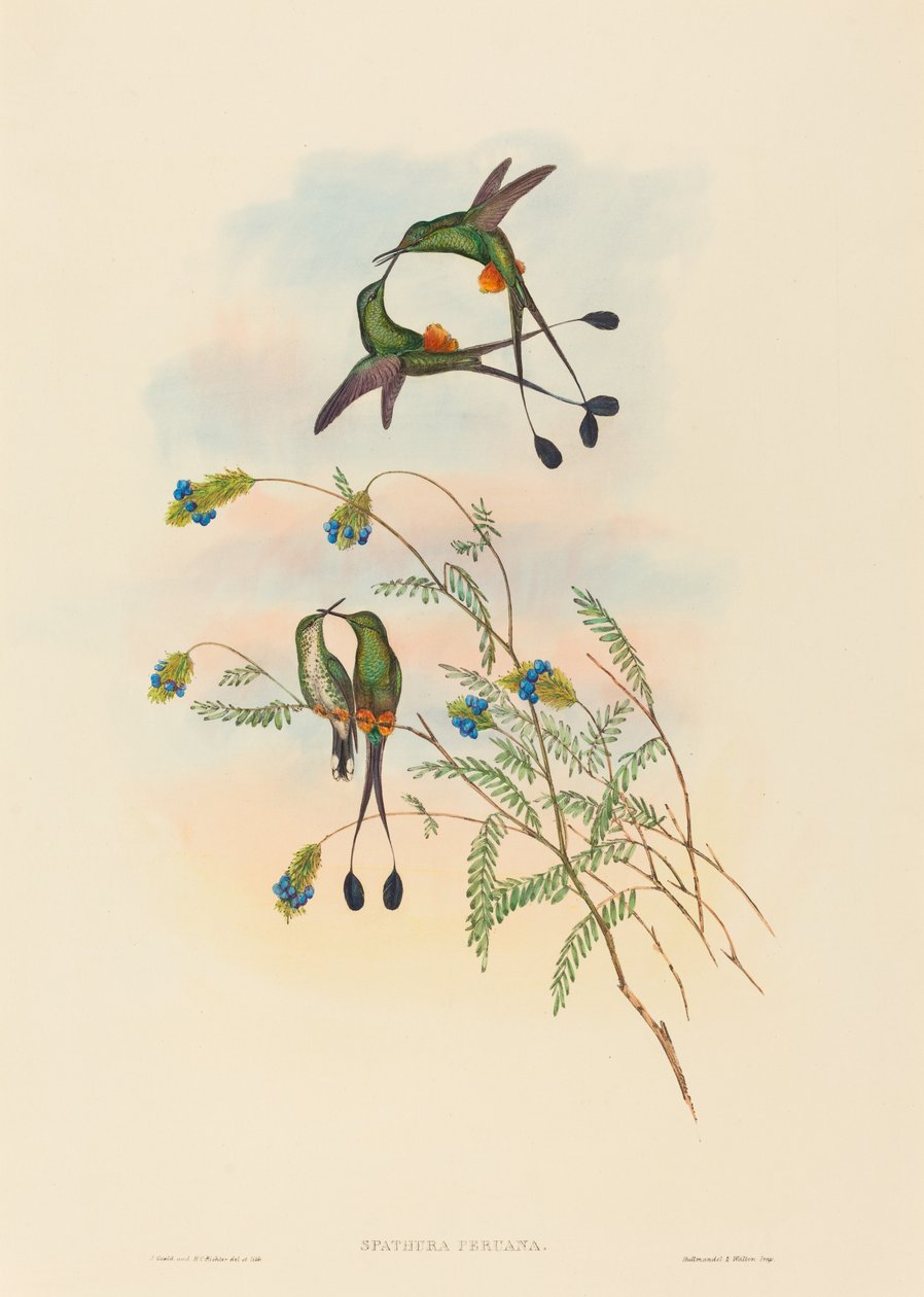 Spathura peruana Queue-de-racket péruvienne - John Gould and Henry Constantine Richter John Gould and Henry Constantine Richter