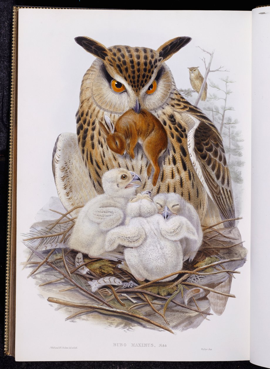 Un grand hibou et des poussins, de "Les Oiseaux d