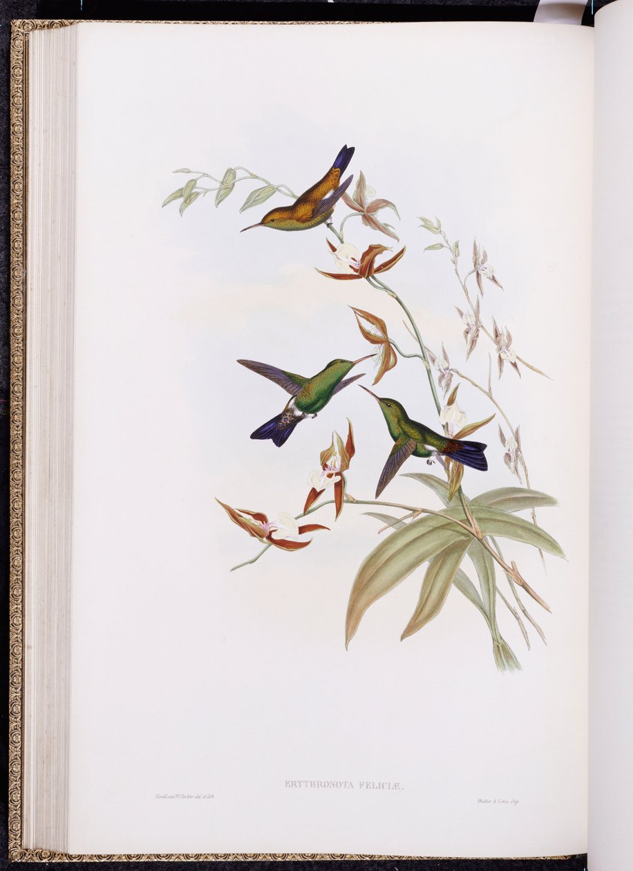 Une monographie des Trochilidae, ou famille des colibris, publiée 1849-61 - John Gould