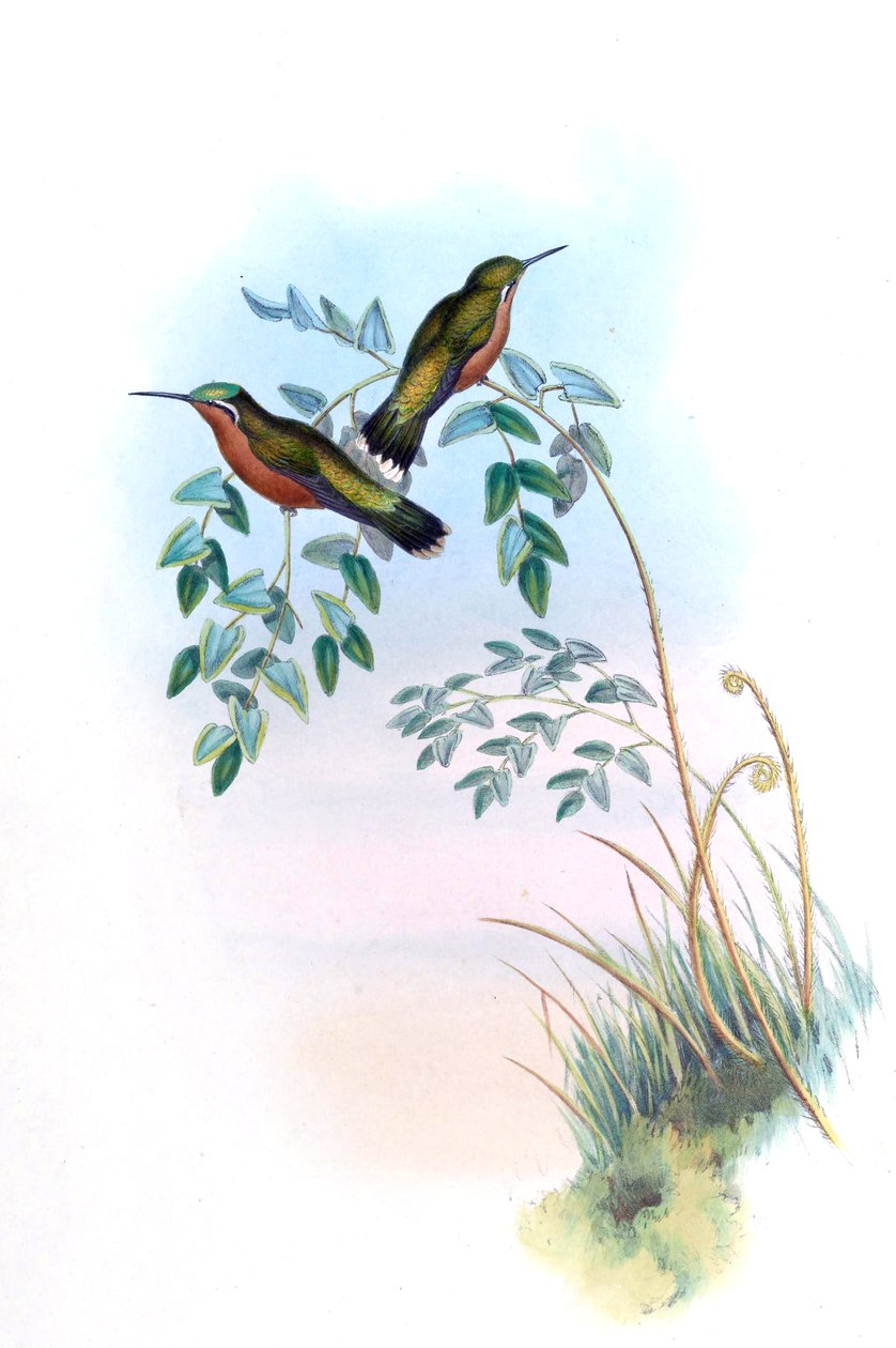 Adelomyia castaneiventris = Lampornis castaneoventris - John Gould