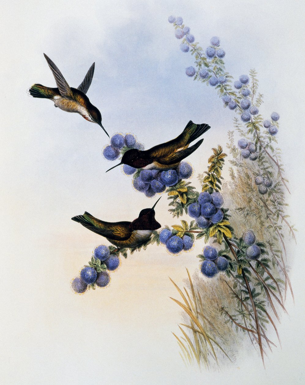 Colibri d
