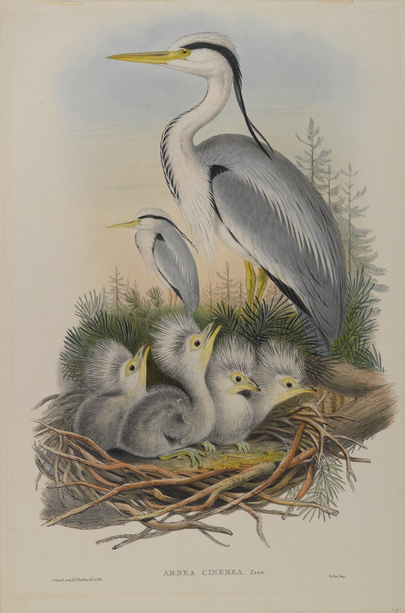 Ardea Cinerea - Héron - John Gould