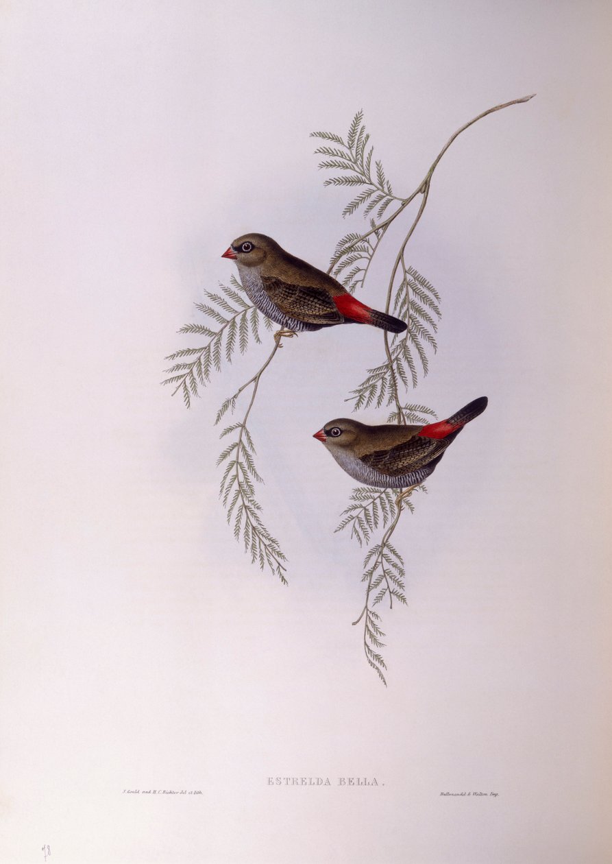 Diamant à queue rouge (Stagonopleura bella), gravure de John Gould - John Gould