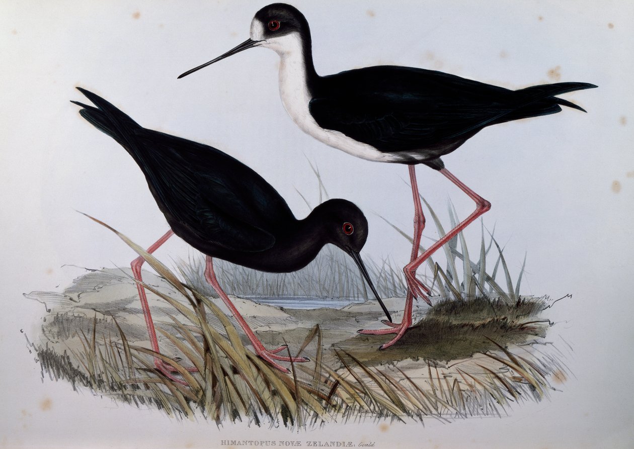 Échasse noire (Himantopus novaezelandiae), gravure de Birds of Australia - John Gould