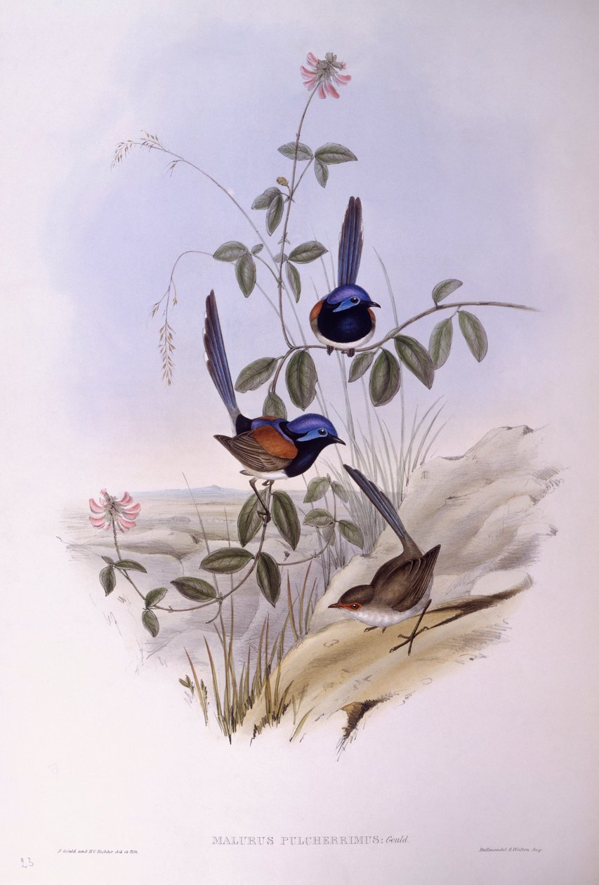 Mérion à poitrine bleue (Malurus pulcherrimus), Gravure de John Gould - John Gould