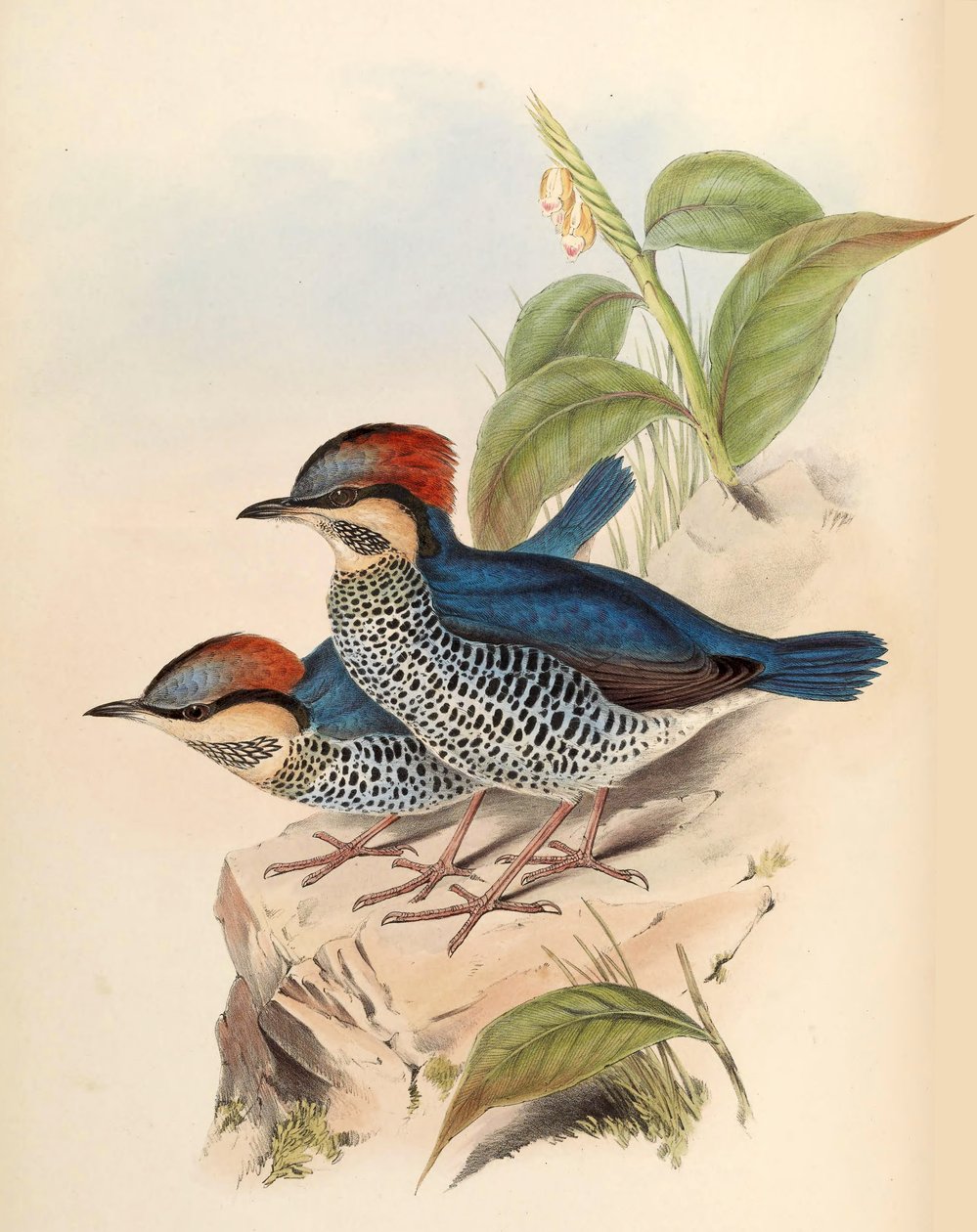 Pitta bleu Pitta cyanea Blyth - John Gould