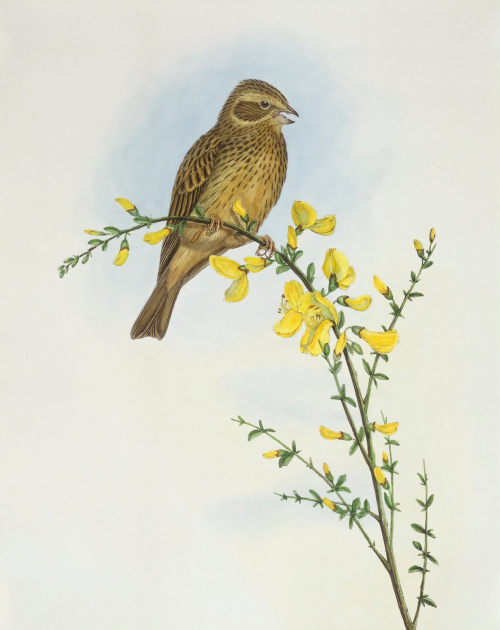 Bruant proyer (Miliaria ou Emberiza calandra), Gravure de John Gould - John Gould