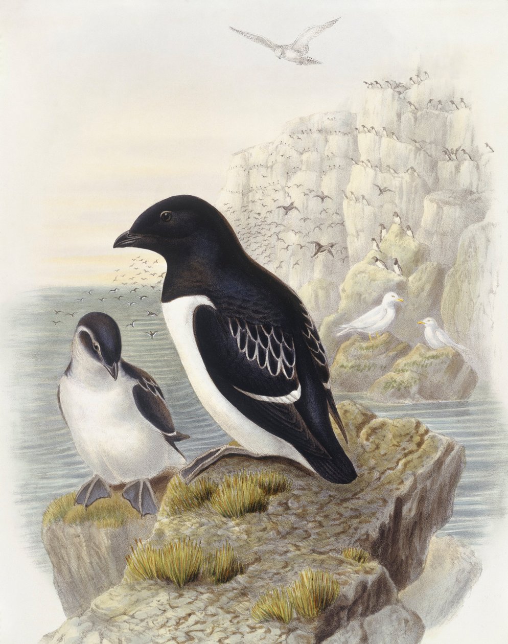 Mergule nain (Alle alle), Gravure de John Gould - John Gould