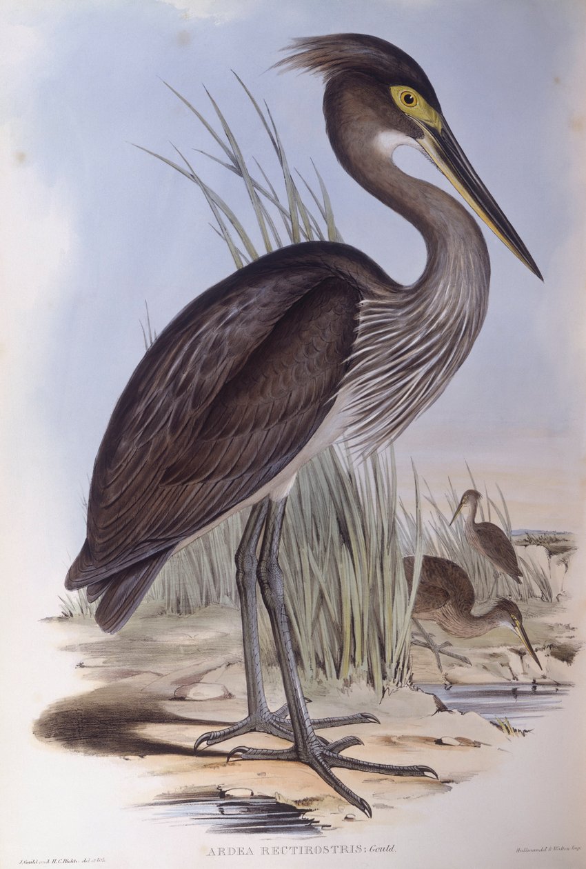Héron à gros bec (Ardea sumatrana), gravure par John Gould - John Gould