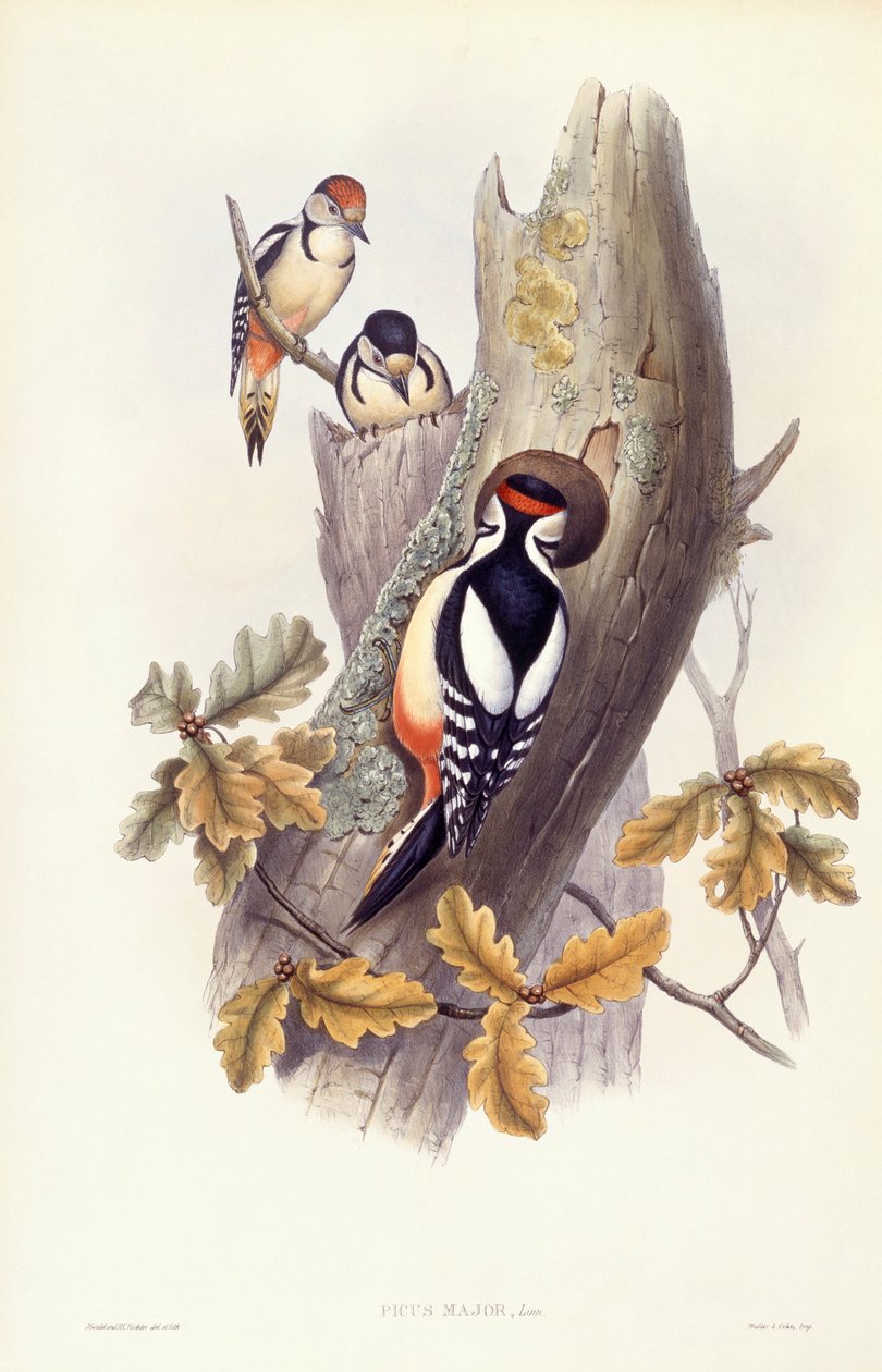 Pic épeiche (Dendrocopos major), gravure de John Gould - John Gould