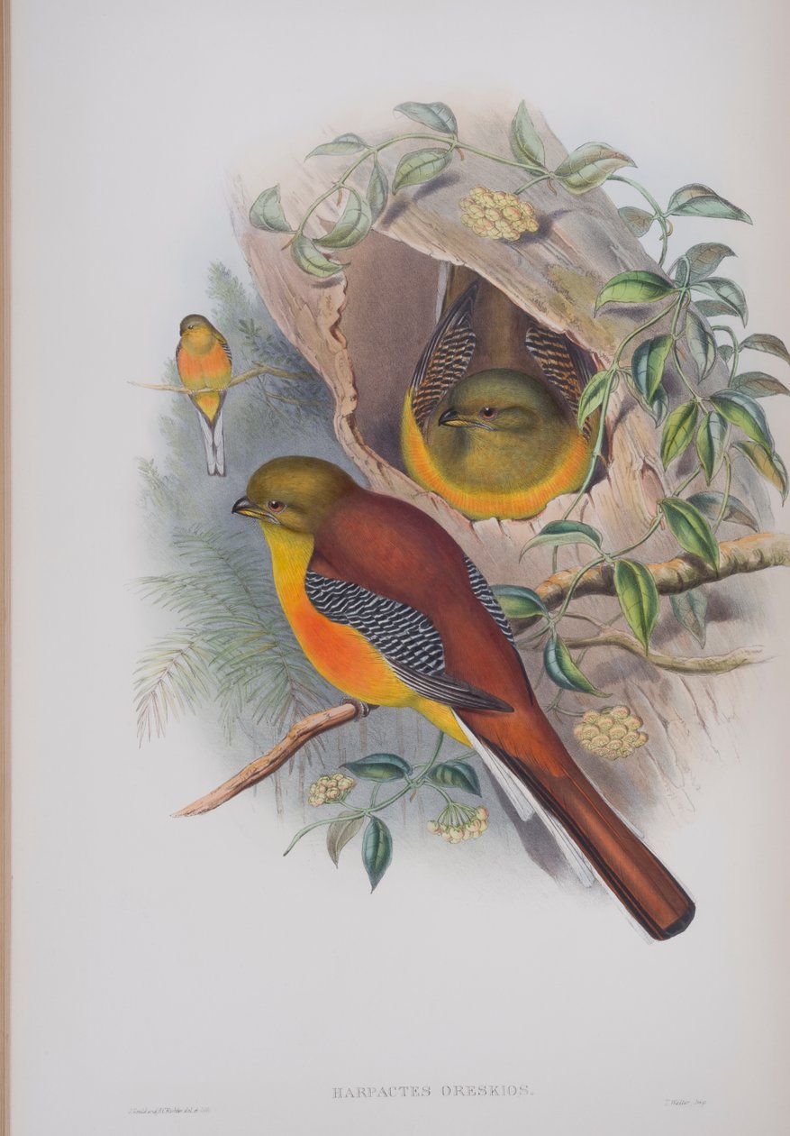 Harpactes Oreskios, planche de Les Oiseaux de Grande-Bretagne de John Gould, publié 1862-73 - John Gould