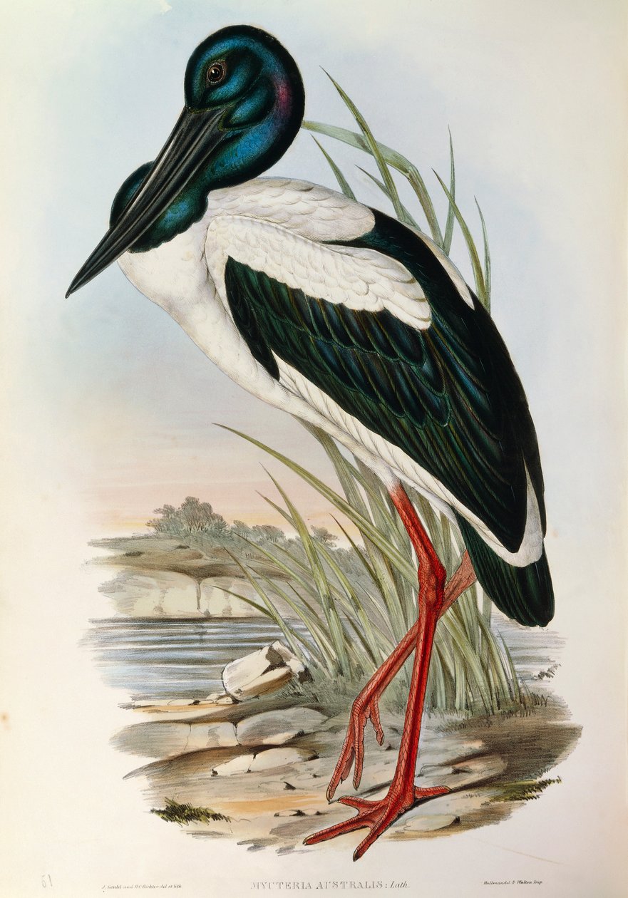 Illustration de "Les Oiseaux d