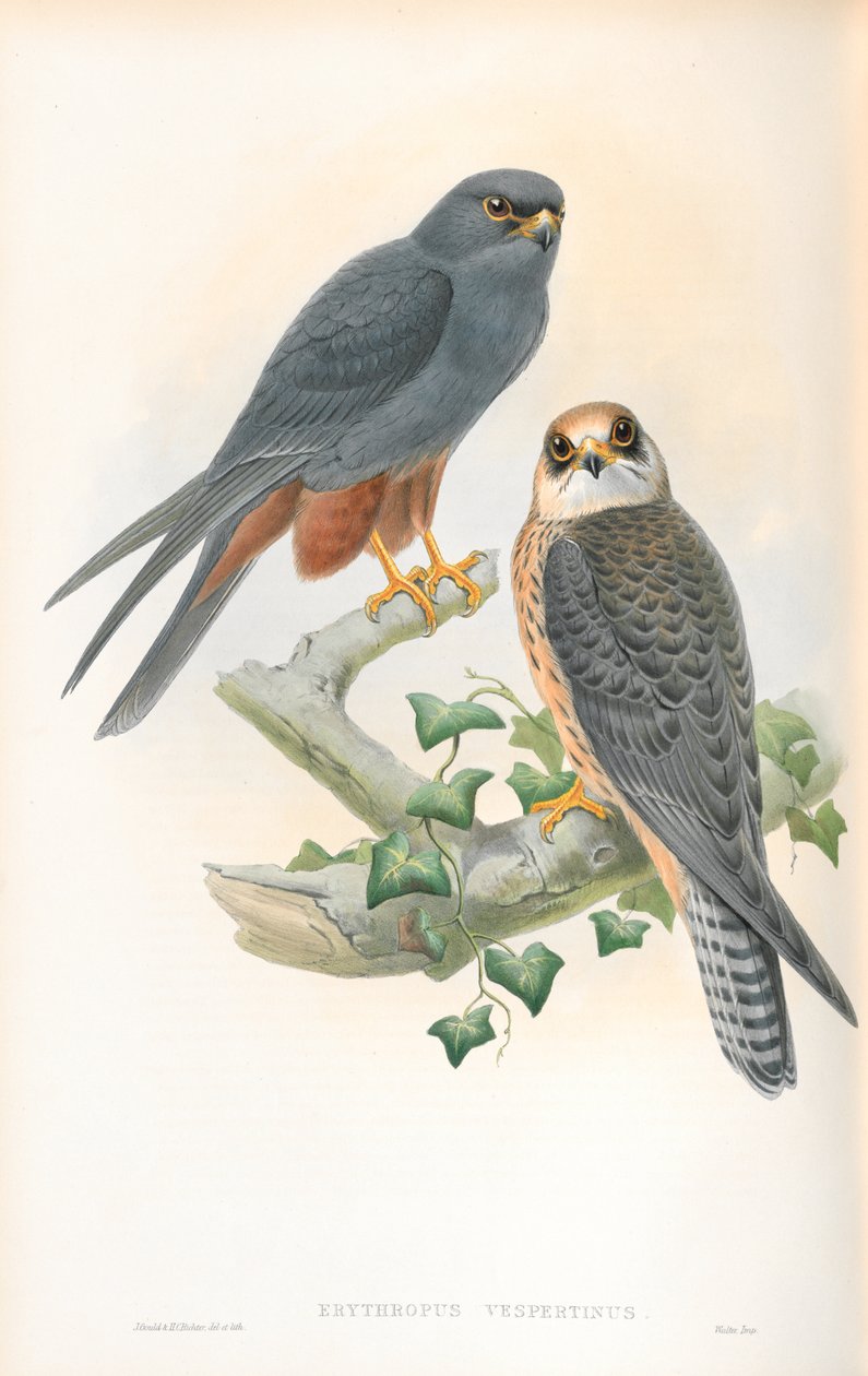 Illustration de Erythropus Vespertinus (Faucon kobez) - John Gould
