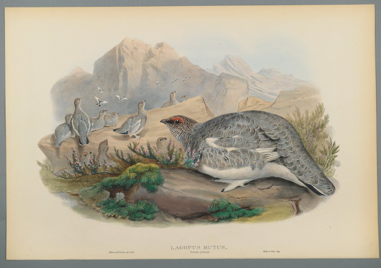 Lagopus Mutus, Plumage d