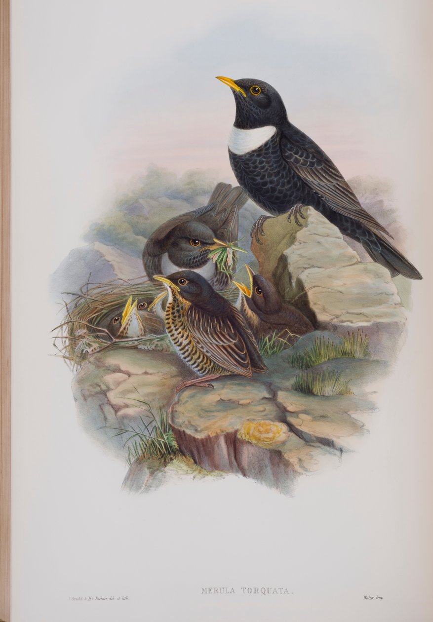 Merula Torquata, planche de The Birds of Great Britain de John Gould, publié 1862-73 - John Gould