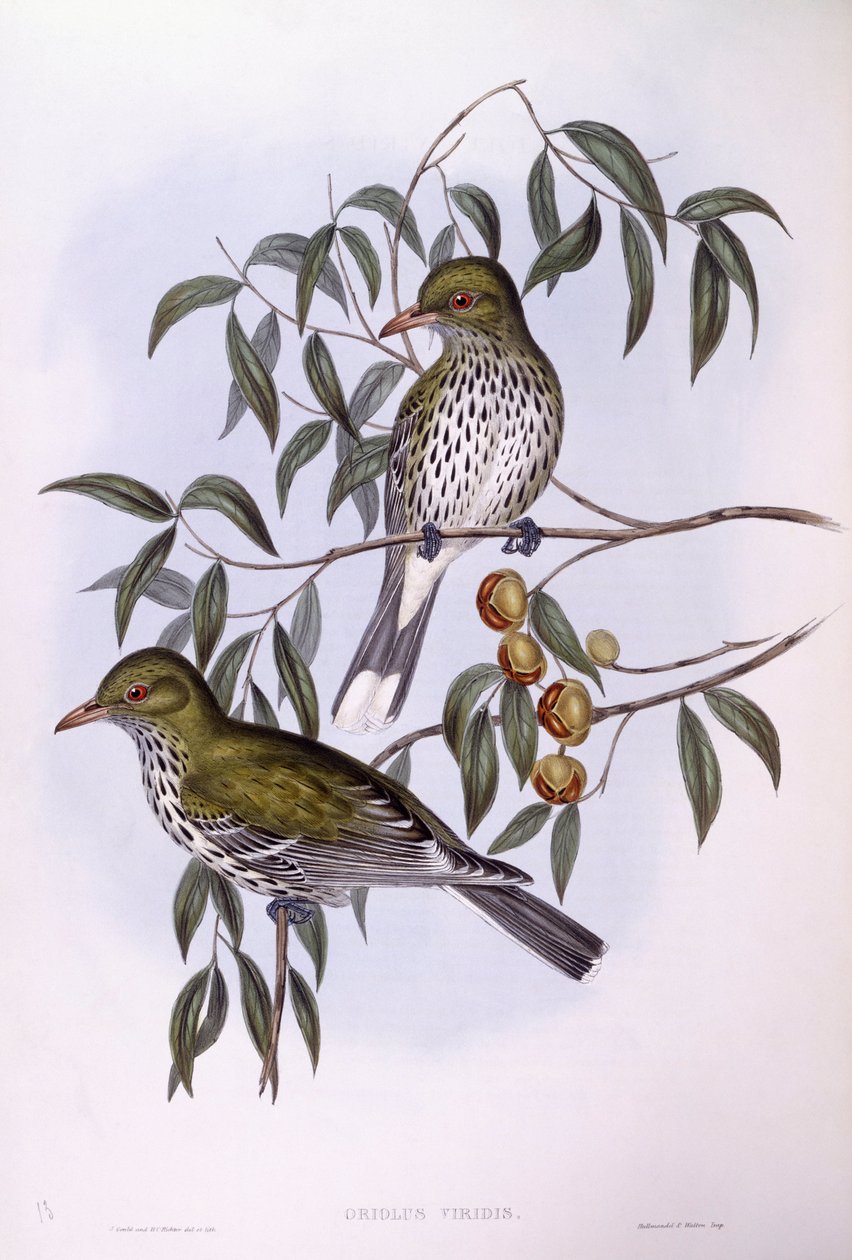 Loriot à dos olive (Oriolus sagittatus), gravure par John Gould - John Gould