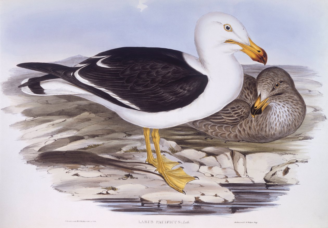 Goéland du Pacifique (Larus pacificus), gravure par John Gould - John Gould
