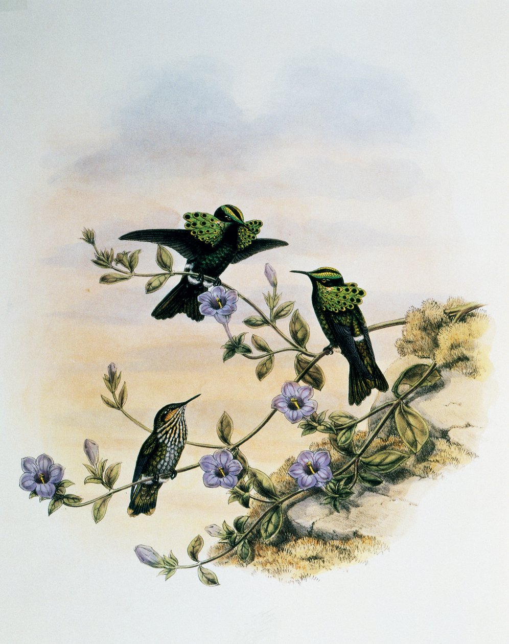 Coquette paon (Lophornis pavoninus), gravure de Monographie des Trochilidés ou Colibris (1849-1861), par John Gould (1804-1881), Royaume-Uni - John Gould