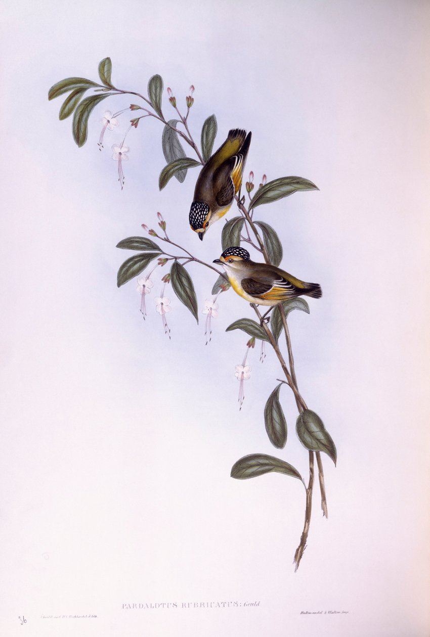 Pardalote à sourcils rouges (Pardalotus rubricatus), gravure par John Gould - John Gould