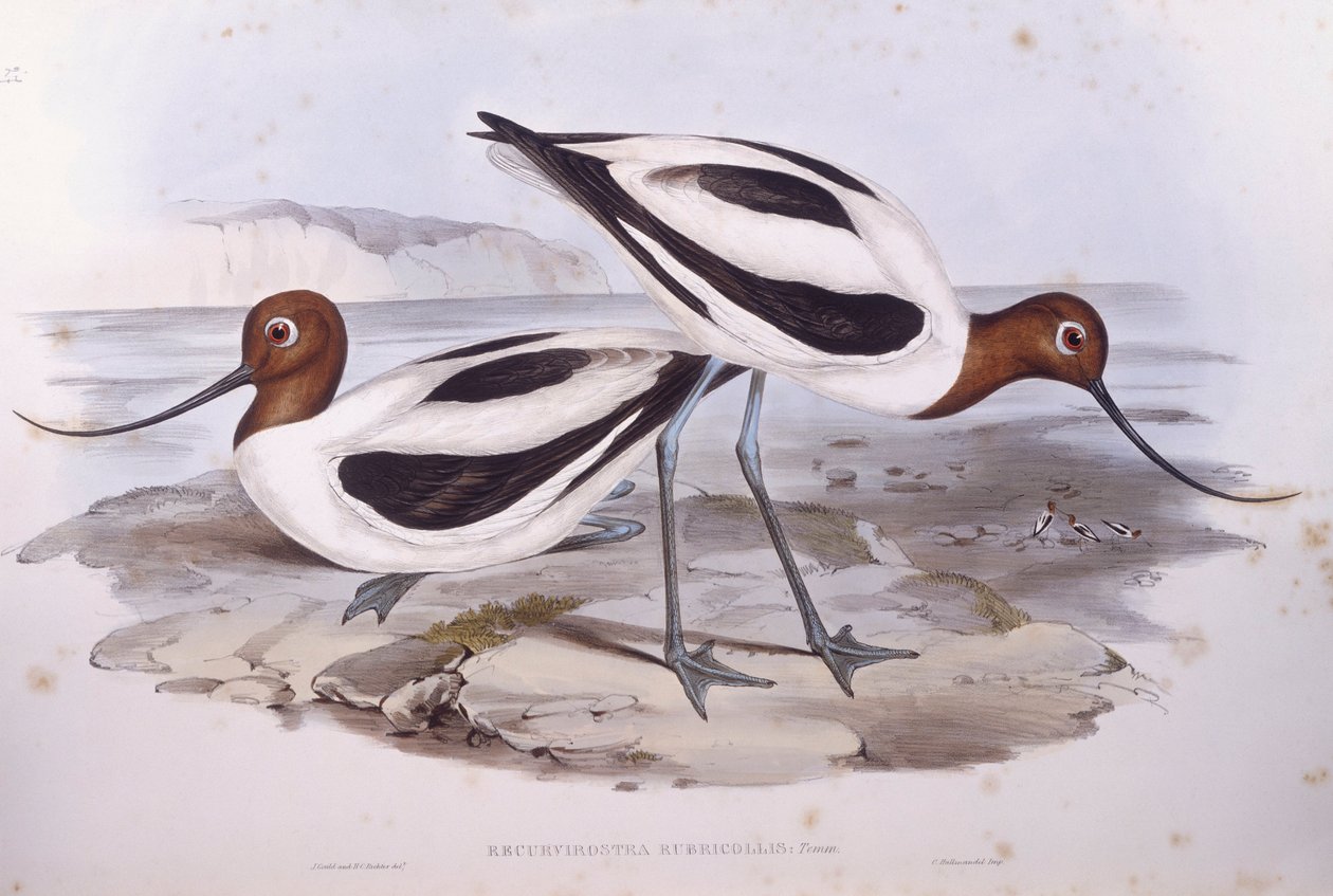 Avocette élégante (Recurvirostra novaehollandiae), gravure par John Gould - John Gould