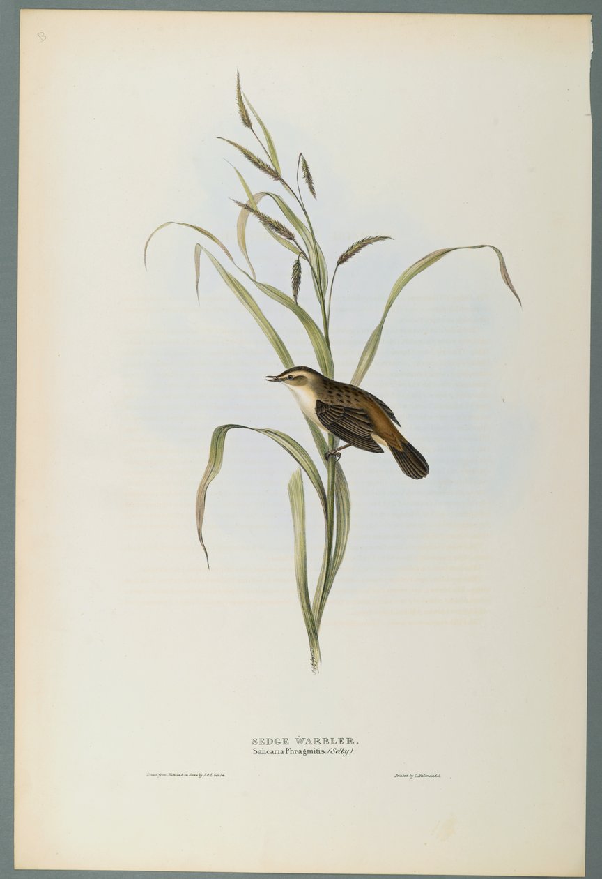 Salicaria Phragmatis : Phragmite des joncs - John Gould