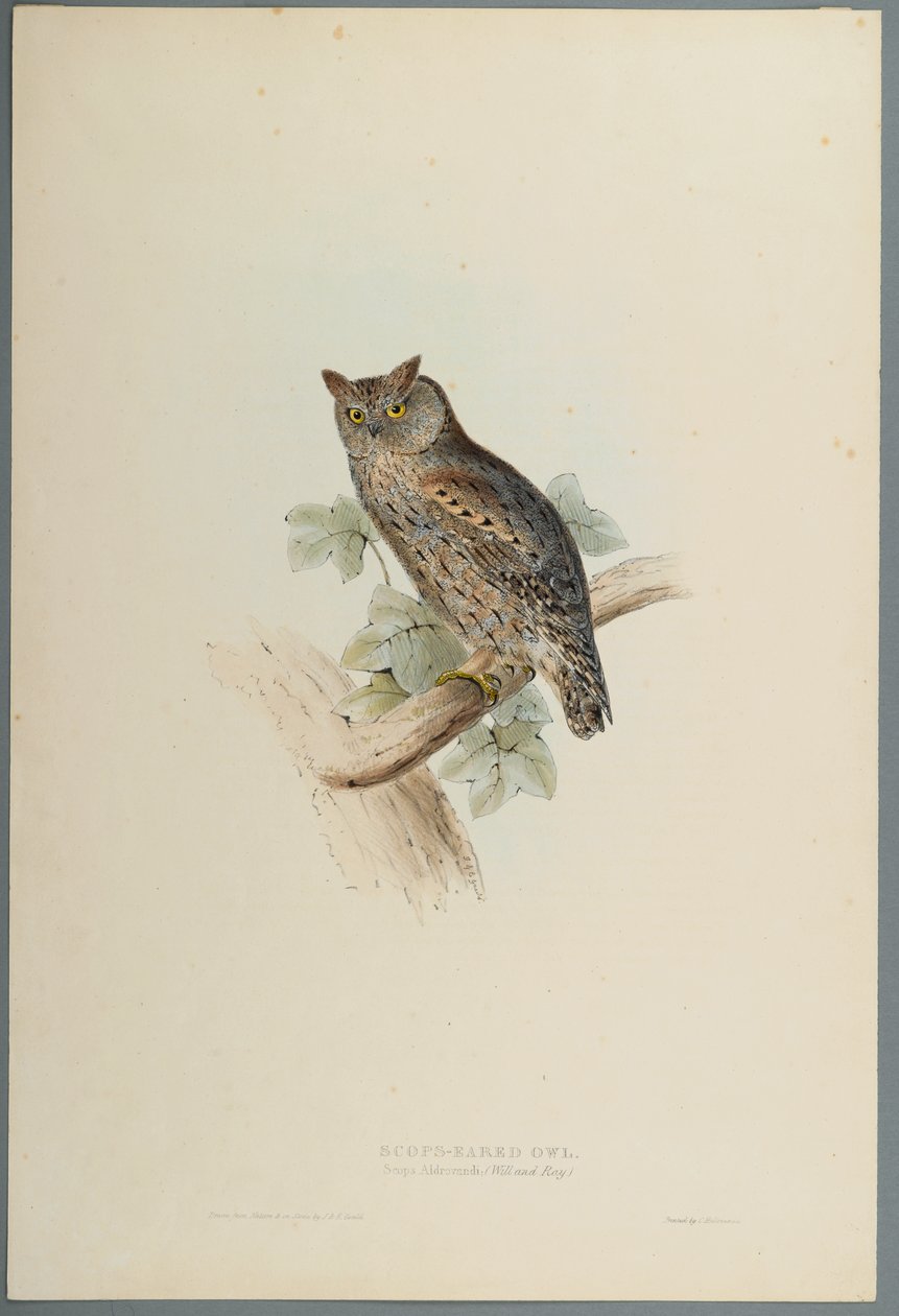Scops Aldrovandi - Petit-duc scops - John Gould