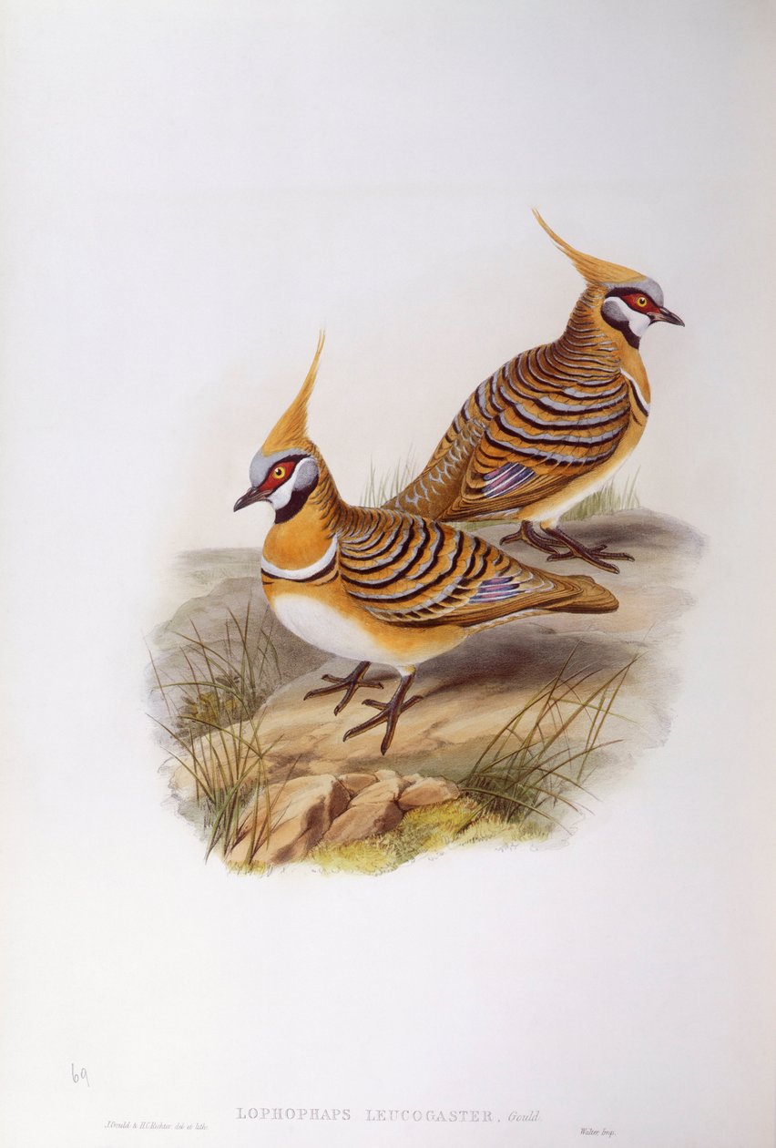 Pigeon spinifex (Lophophaps ou Geophaps plumifera leucogaster), gravure ...