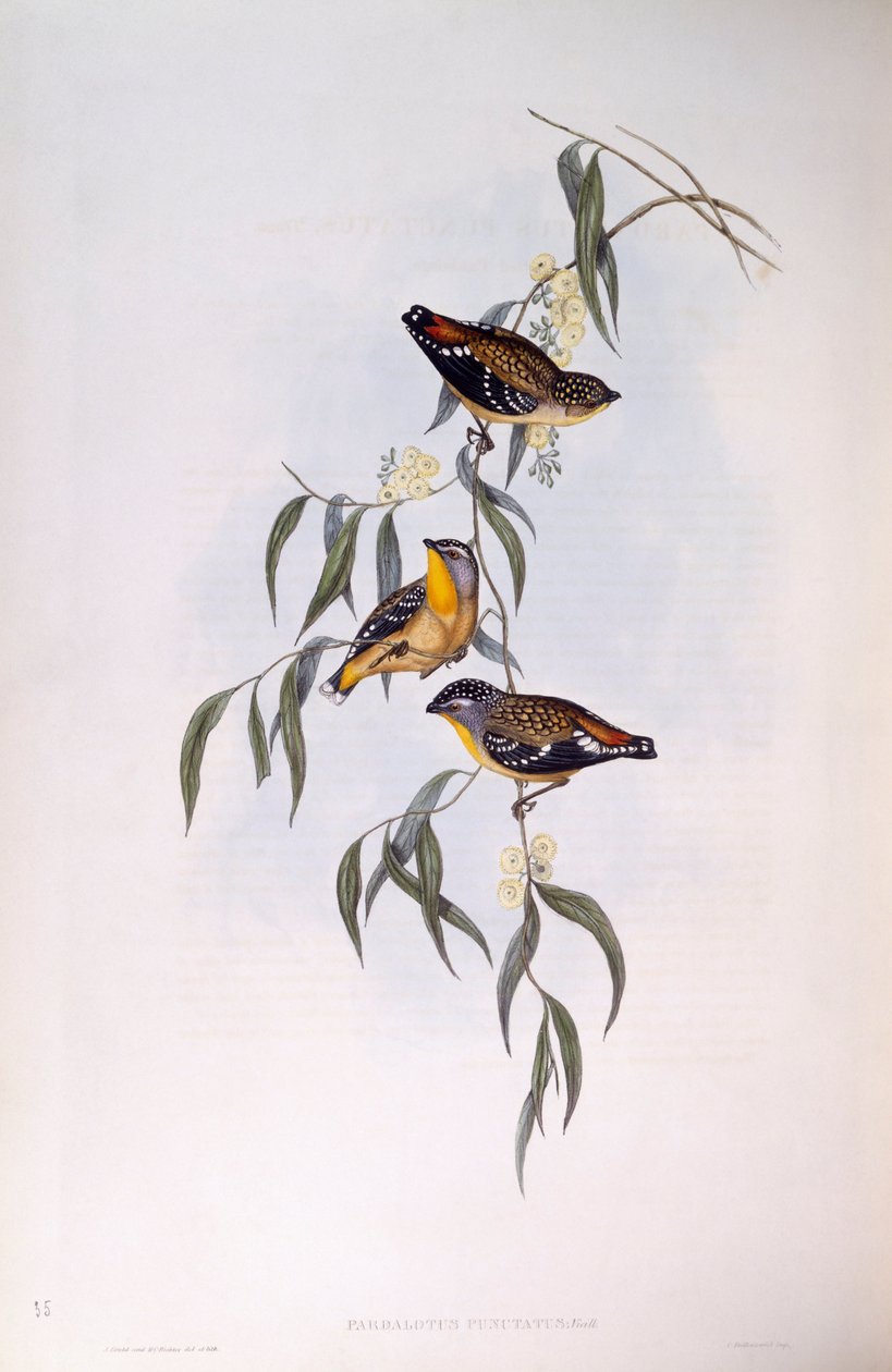Pardalote pointillé (Pardalotus punctatus), gravure de John Gould - John Gould