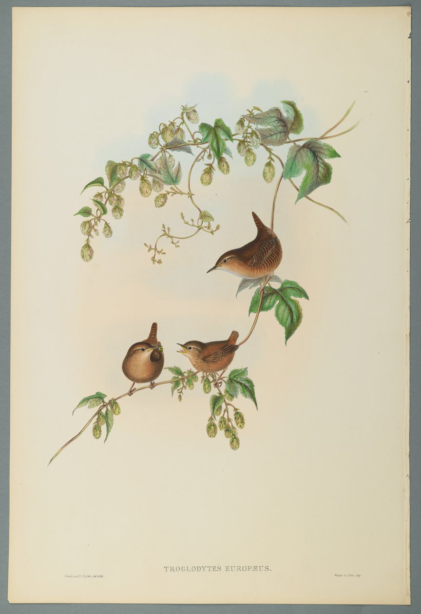 Troglodytes Europaeus - Troglodyte mignon - John Gould