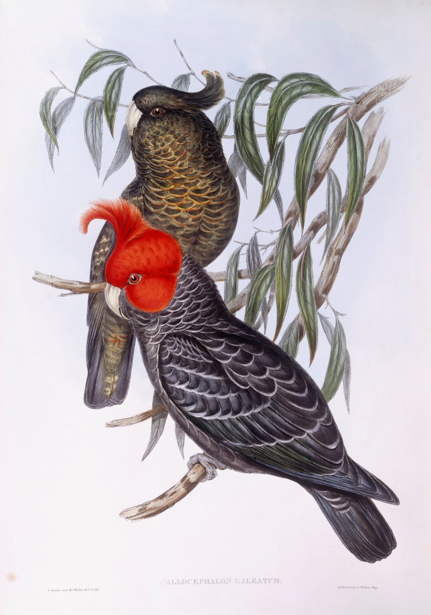 Deux perroquets perchés sur une branche, gravure - John Gould