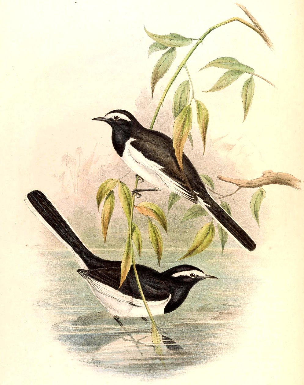 Bergeronnette à sourcils blancs (Grande Bergeronnette pie) Motacilla maderaspatensis Gmelin - John Gould