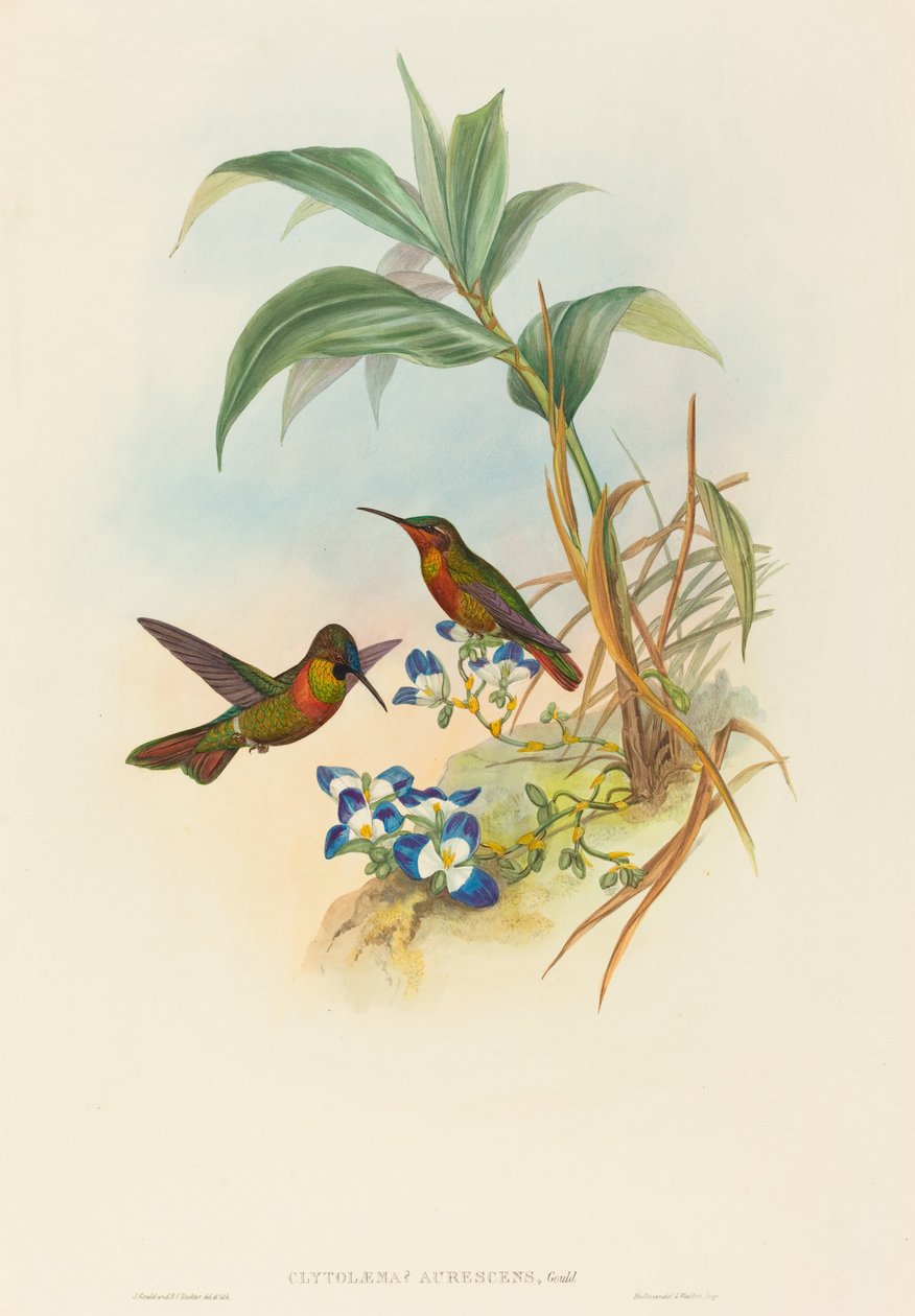 Clytolaema aurescens (Rubis Bagué ou Rubis de Gould) - John Gould and H.C. Richter