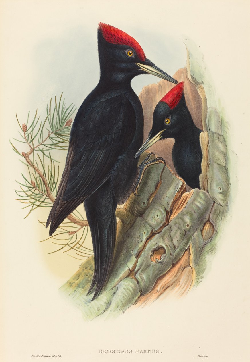 Grand pic noir (Dryocopus martius) - John Gould and H.C. Richter