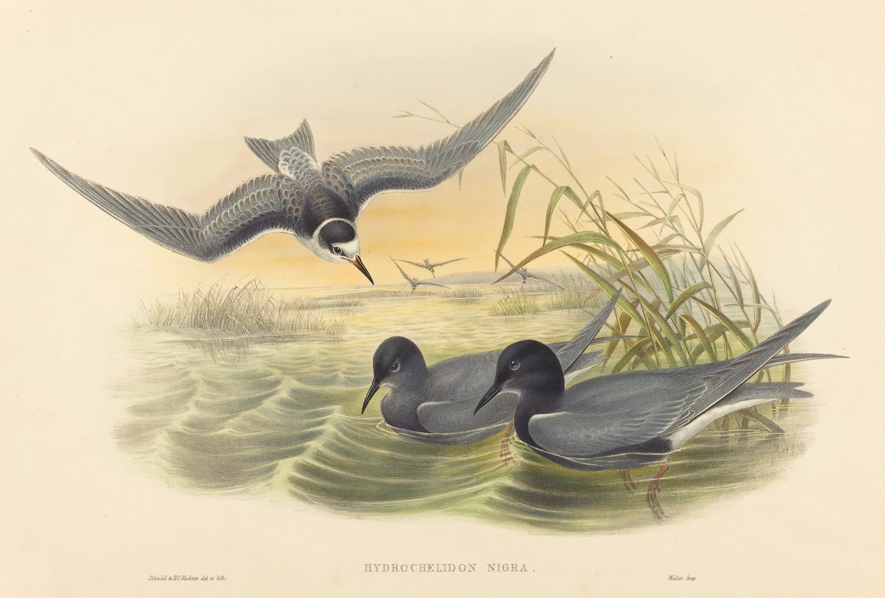 Hydrochelidon nigra - John Gould and H.C. Richter