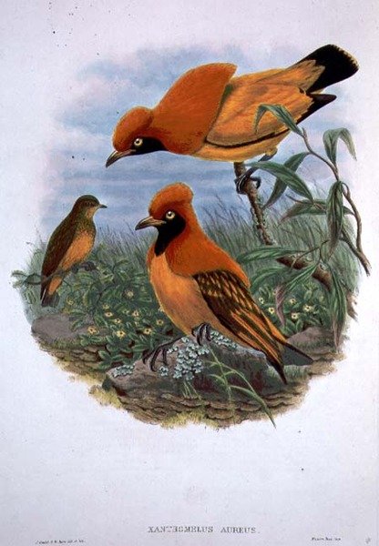 Xanthomelus Aureus - John and Hart William Gould