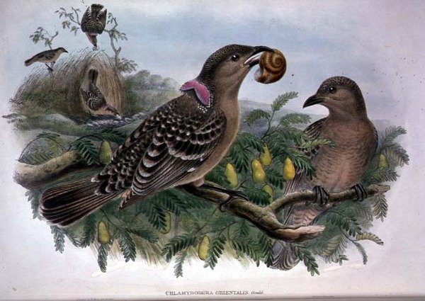 Chlamydera orientalis - John and Hart William Gould