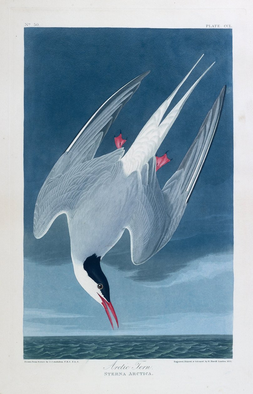 Sterne arctique, oiseaux d