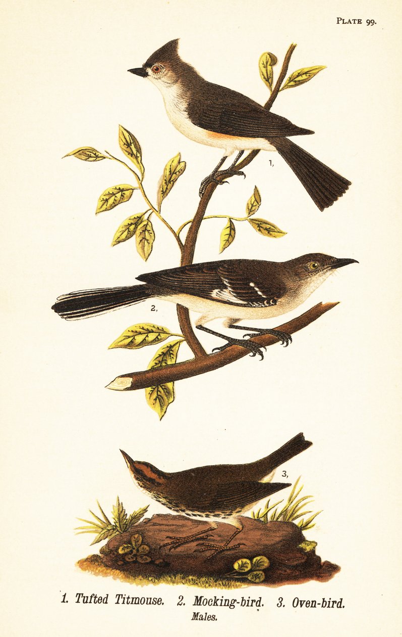 Mésange bicolore, Baeolophus bicolor, moqueur polyglotte, Mimus polyglottos et paruline couronnée, Seiurus aurocapilla - John James (after) Audubon
