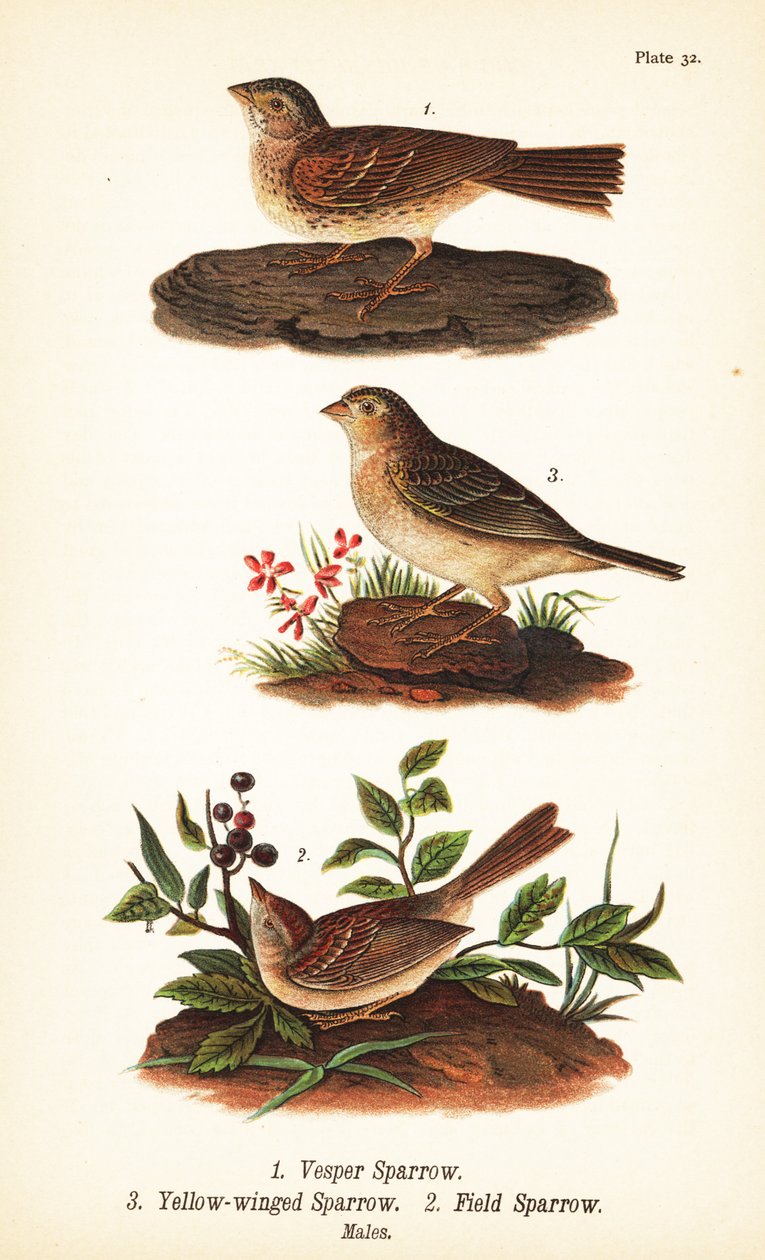 Bruant vespéral, Pooecetes gramineus 1, bruant sauterelle, Ammodramus savannarum 2 et bruant des champs, Spizella pusilla 3 - John James (after) Audubon