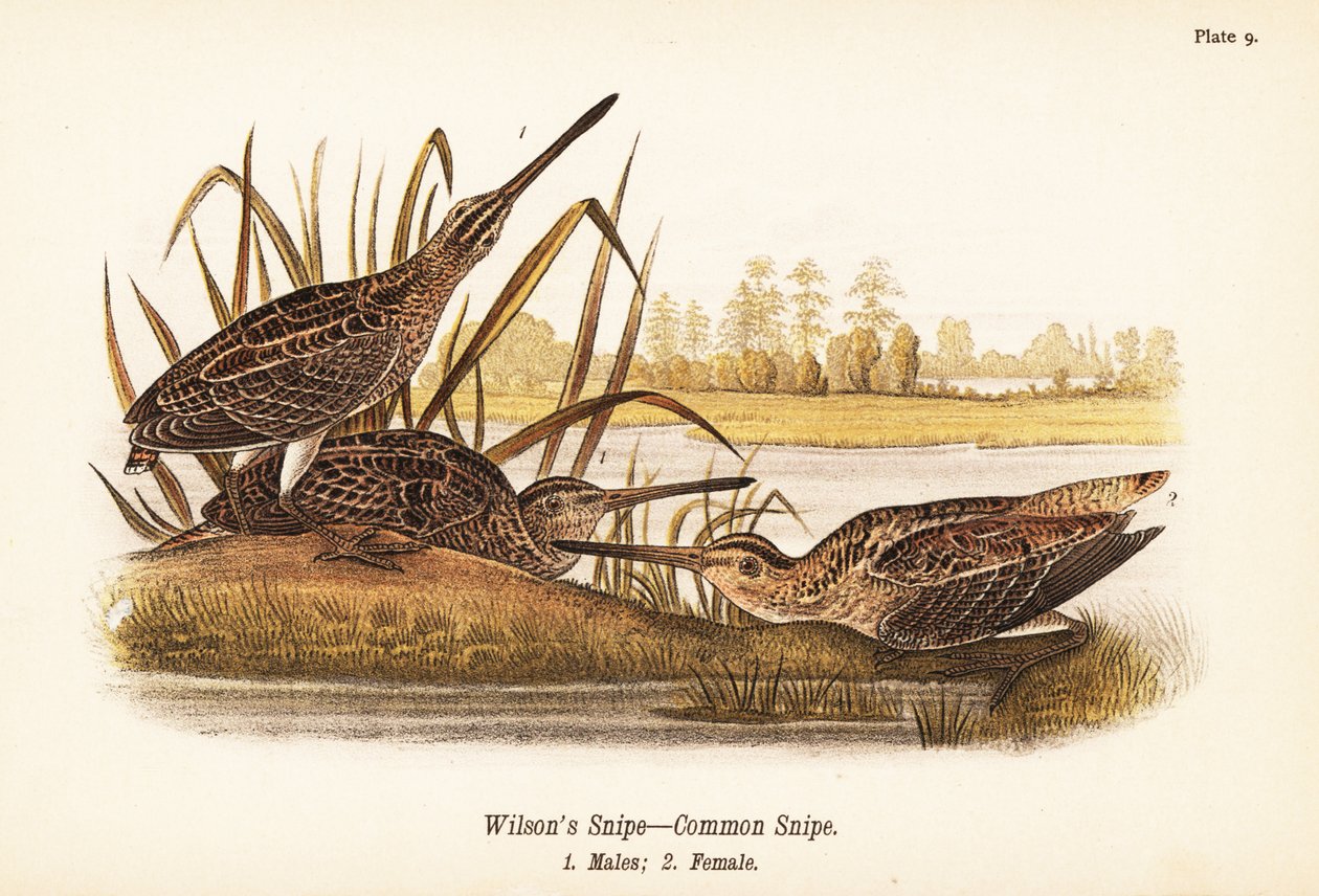 Bécassine de Wilson, Gallinago delicata, mâles 1, femelle 2 - John James (after) Audubon