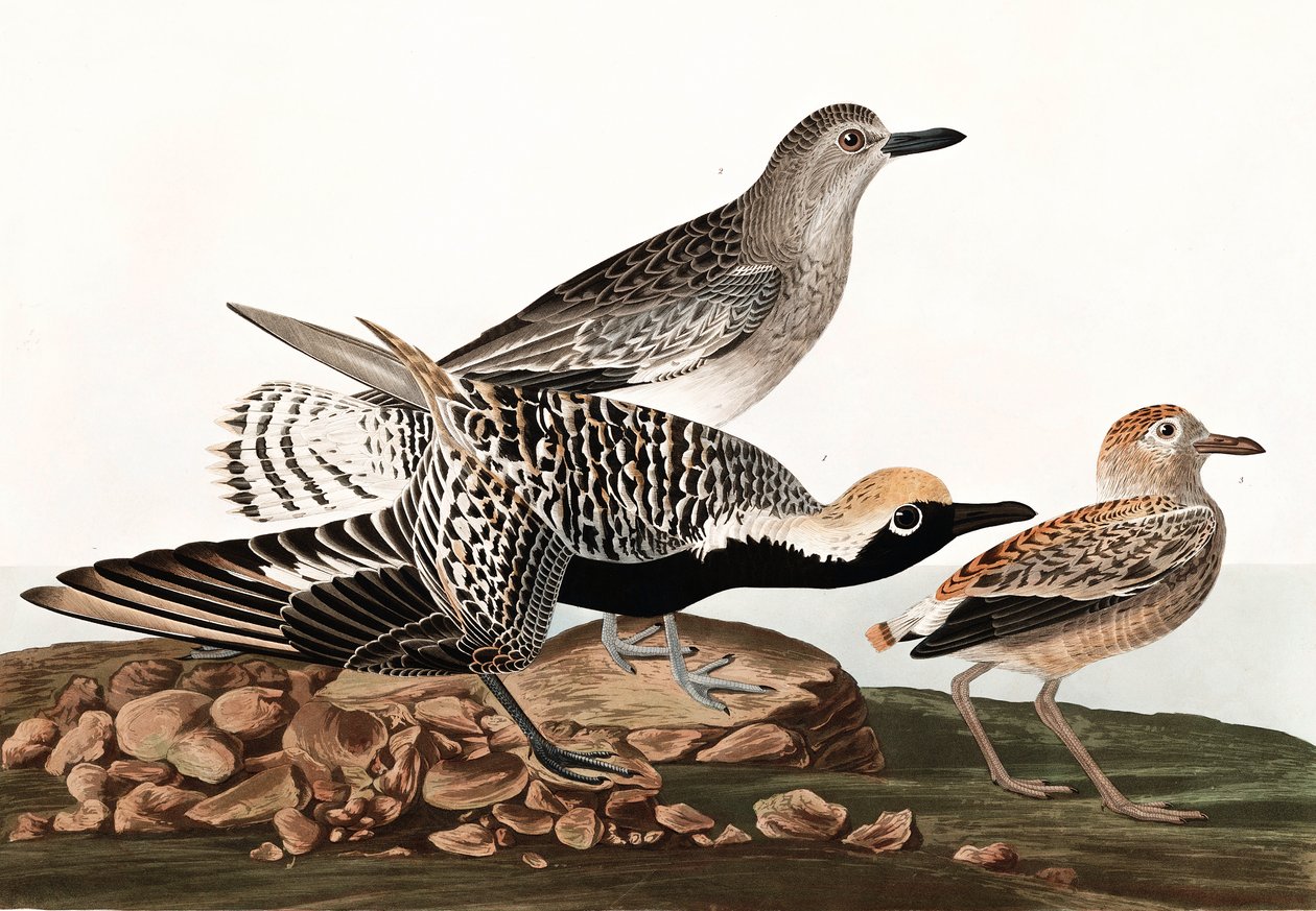 Pluvier argenté, Charadrius Helveticus, de "Les Oiseaux d