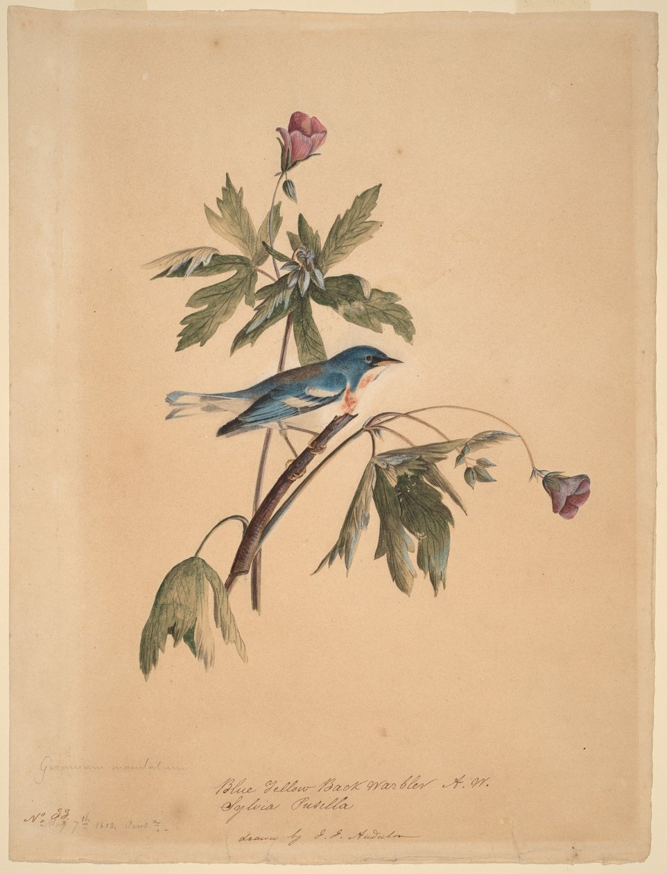 Paruline à dos bleu et jaune - John James Audubon
