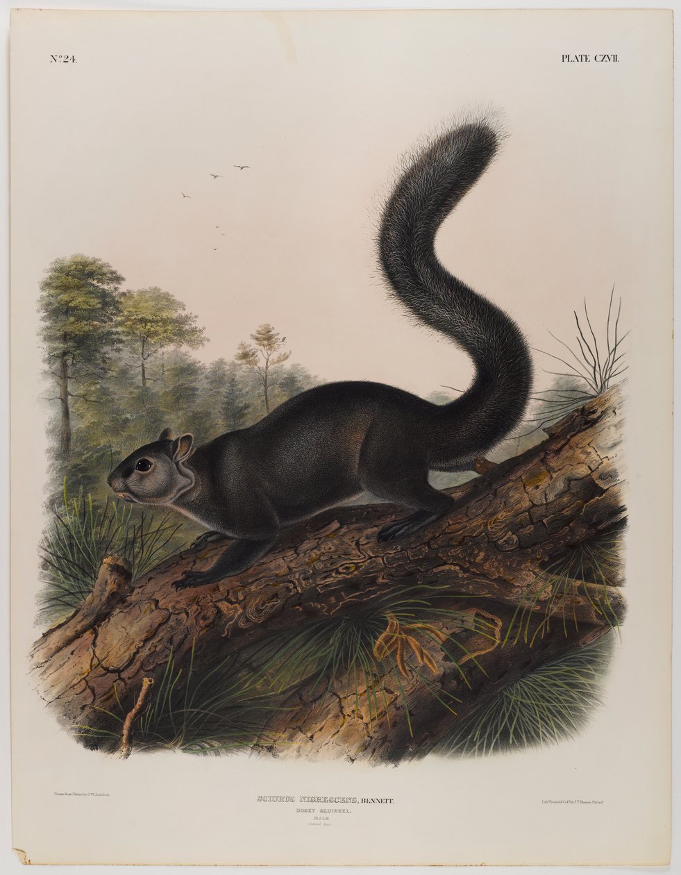 Écureuil sombre - John James Audubon