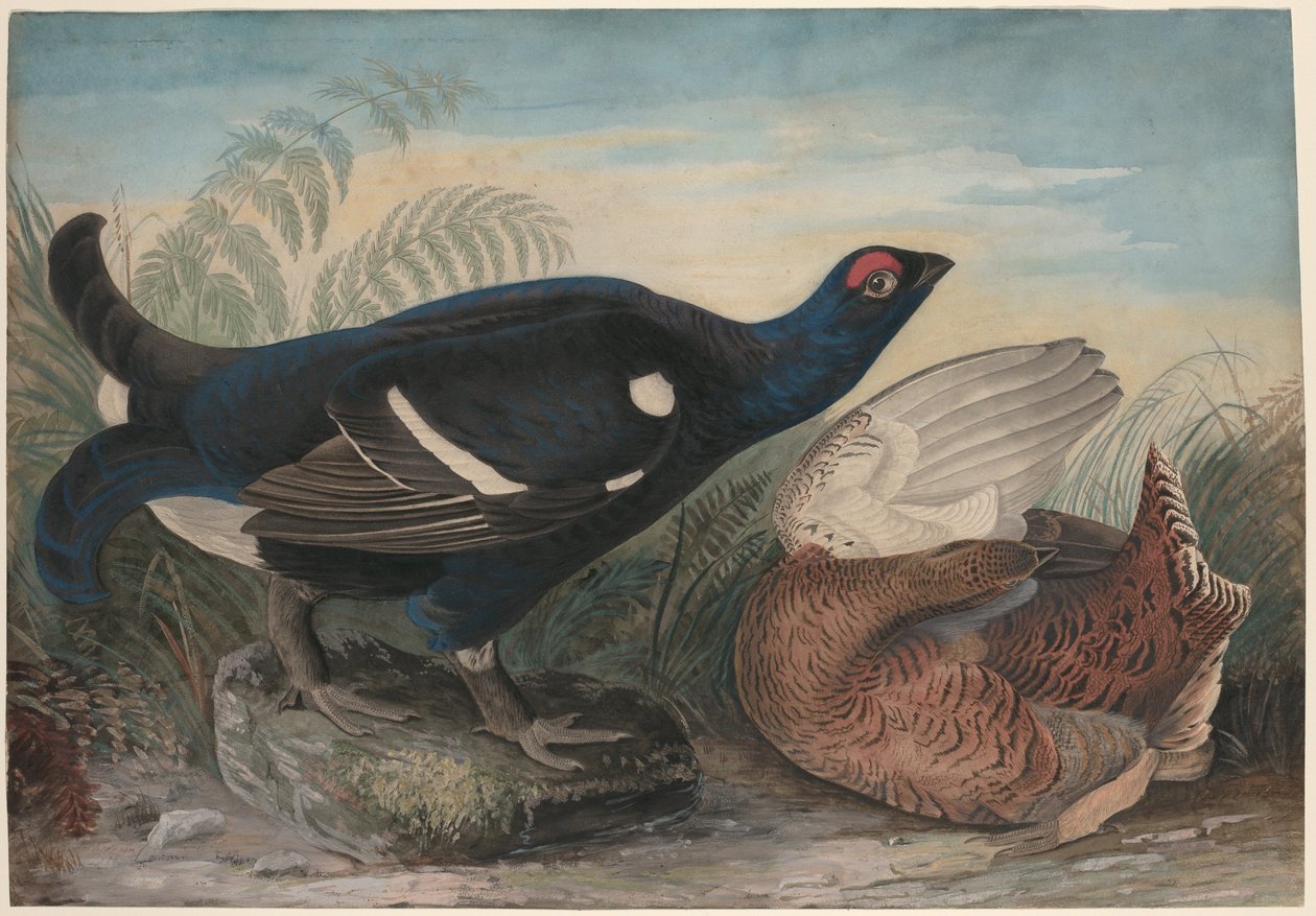 Coqs noirs anglais - John James Audubon