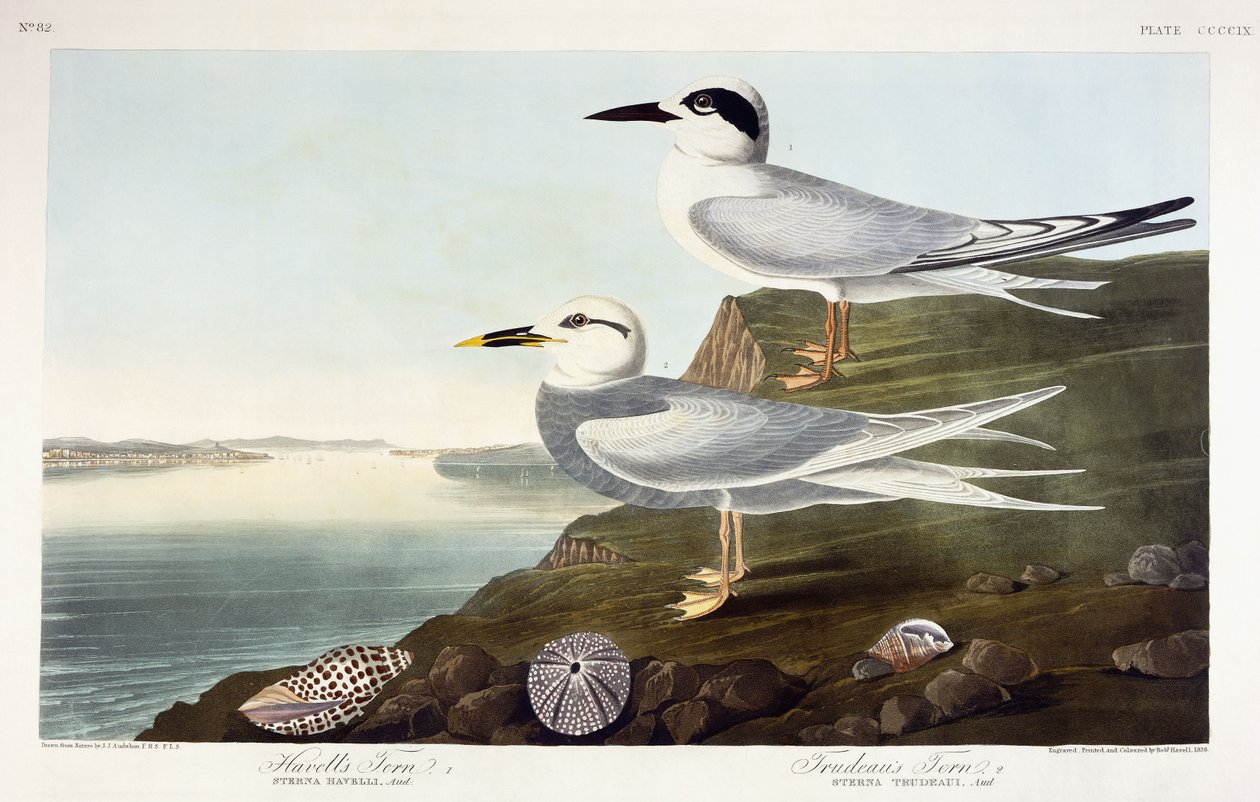 Sterne de Havell et Sterne de Trudeau, 1838 - John James Audubon