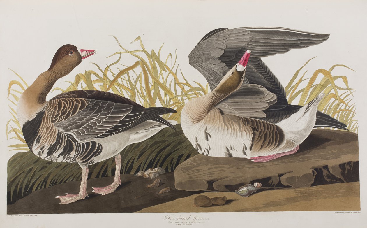 Illustration de 