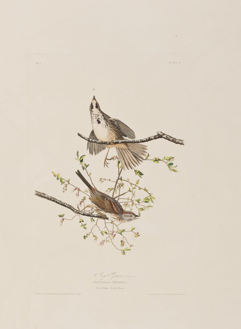 Illustration de 