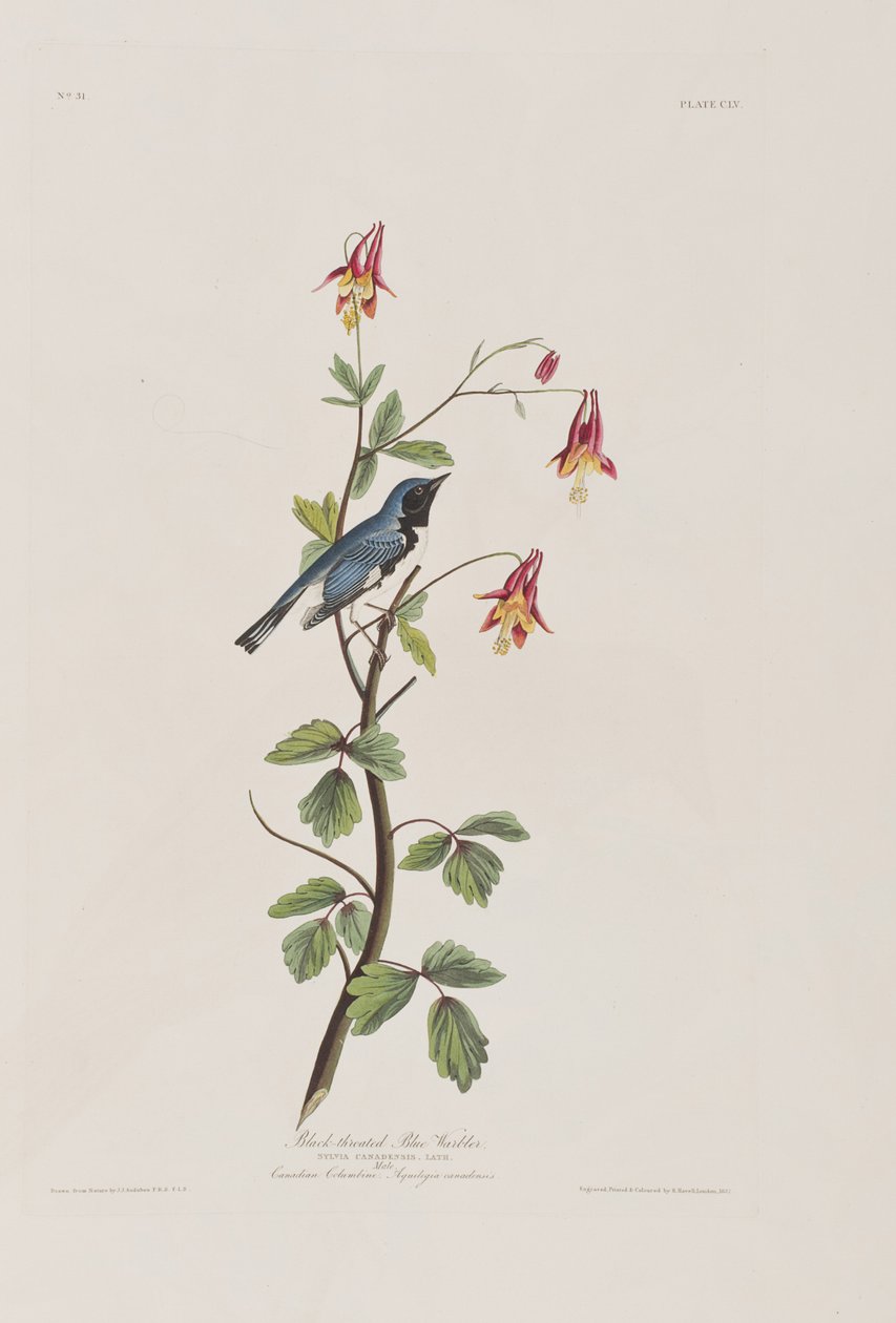 Illustration de 